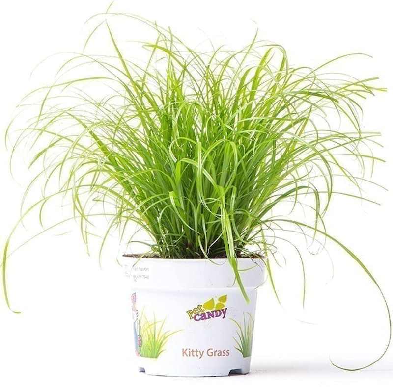 Cyperus Zumula - Cat Grass 1
