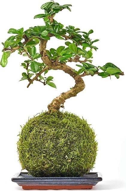 10 Best Bonsai Trees UK 2024 | The Little Botanical, Simply Plant and More 2