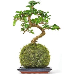 Bonsai Tree With Fertilized Green Moss Ball