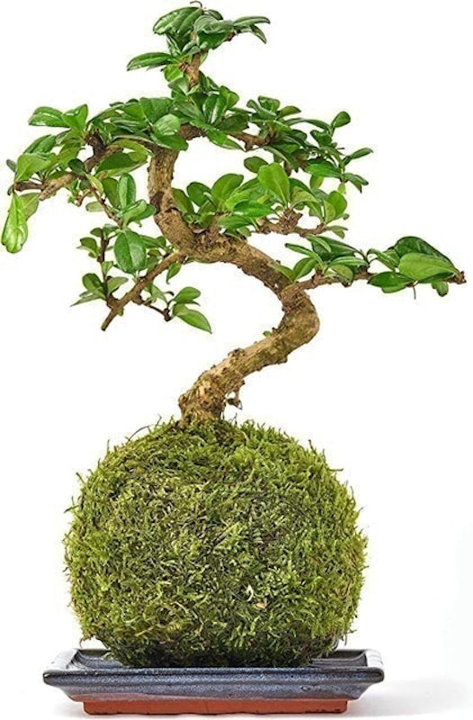 Bonsai Tree With Fertilized Green Moss Ball 1