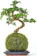 Tranquil Plants Bonsai Tree With Fertilized Green Moss Ball 1