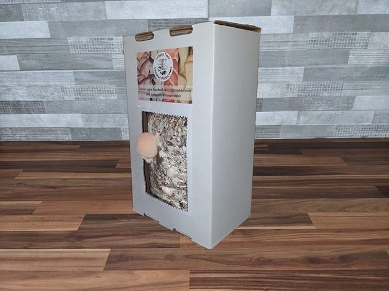 Lions Mane Mushroom Growing Kit 3