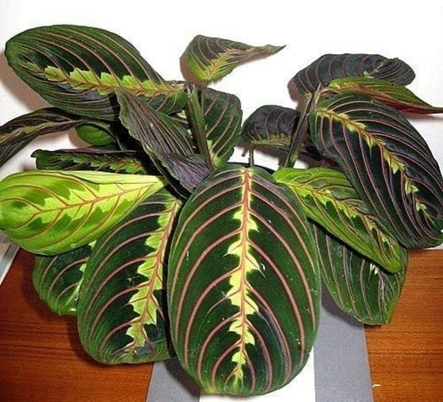10 Best Dog Safe Plants UK 2024 5