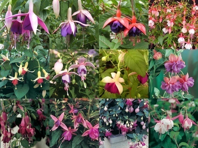 Fuchsia 1