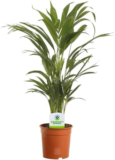 Areca Palm 1