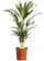 The GardenersDream Store Areca Palm 1