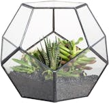 10 Best Terrarium Containers UK 2024 5