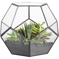 Pentagon Geometric Terrarium