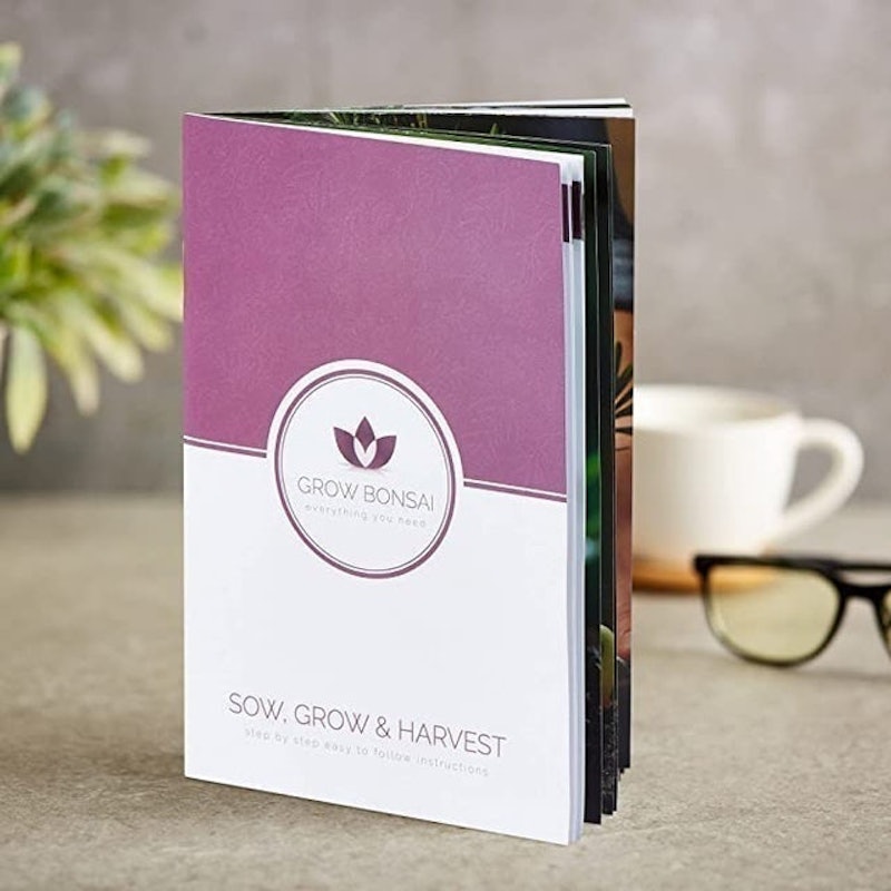 Grown Your Own Bonsai Trees Kit 4