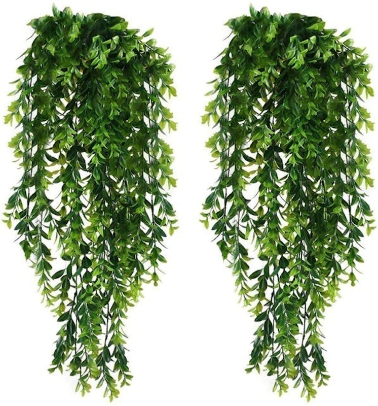 Weeping Ivy Vine 1