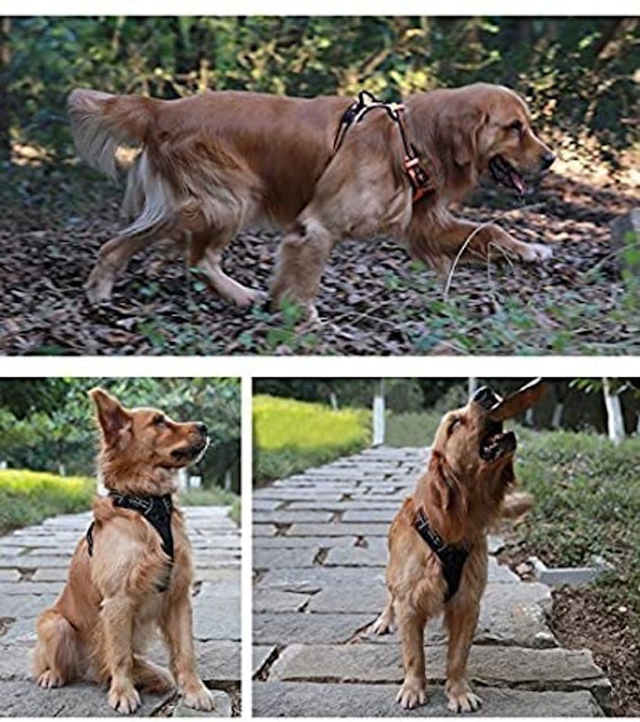 Truelove Soft Front Dog Harness 3