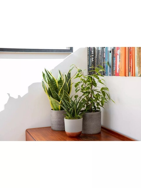 Plant Purifying Bundle 2