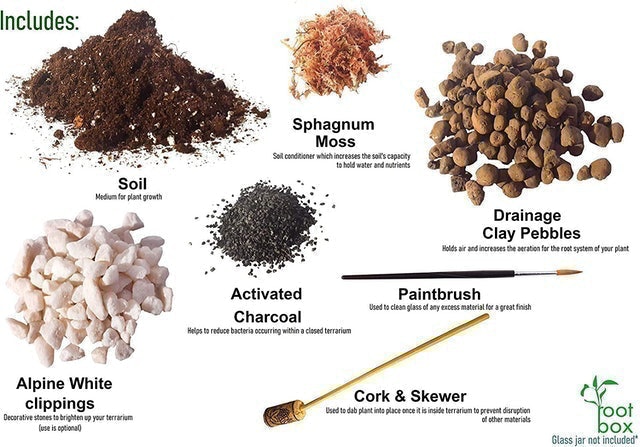 Terrarium Starter Kit 2