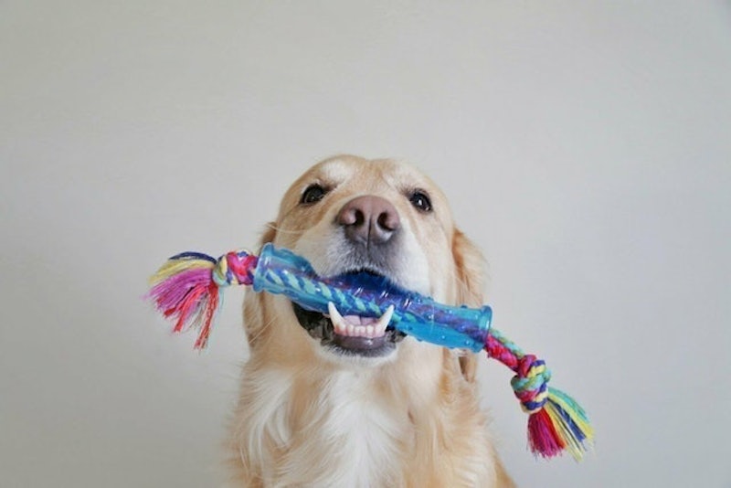 Orka Stick 2