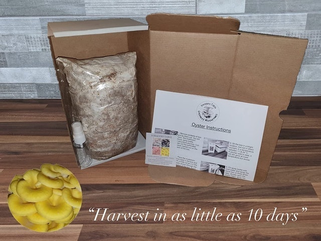 Gold Oyster Mushroom kit 2