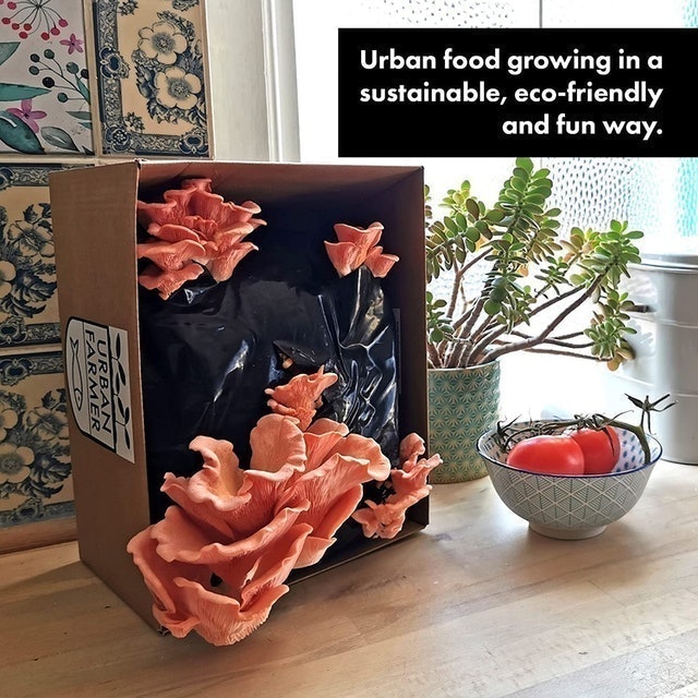 XL Oyster Mushroom Growing Kits 2