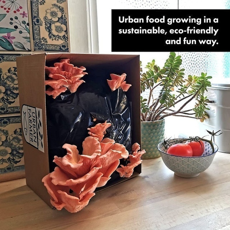 XL Oyster Mushroom Growing Kits 2