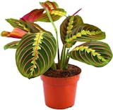 10 Best Cat-Safe Plants UK 2024 2
