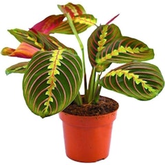 Maranta Fascinator Tricolour Prayer Plant