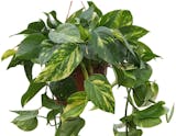 10 Best Air Purifying House Plants UK 2024 | Interior Designer Reviewed 1