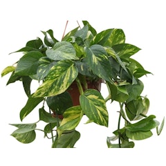 Devil's Ivy