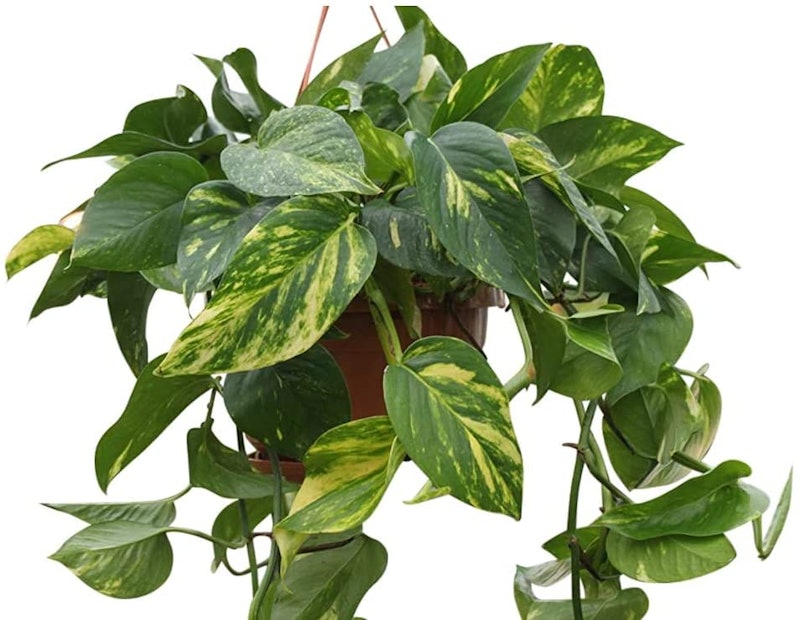 Devil's Ivy 1