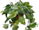 Bryncir Garden Centre Devil's Ivy 1