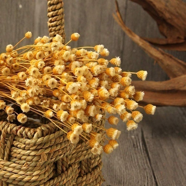 Brazilian Small Star Daisy Decorative Dried Flowers 2