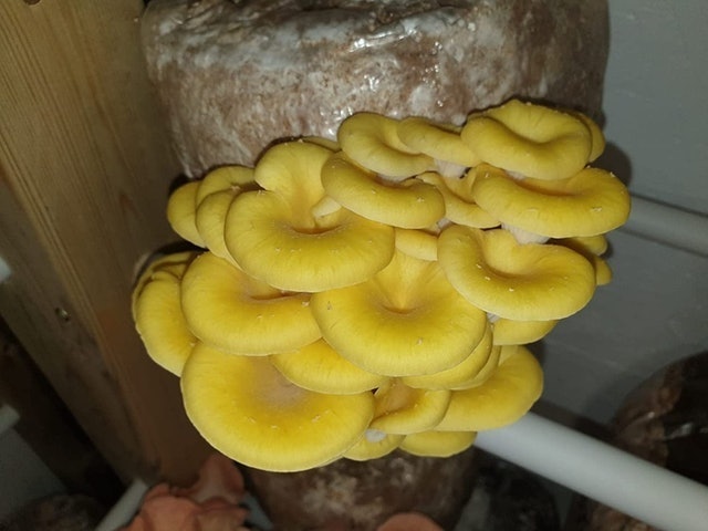 Gold Oyster Mushroom kit 3
