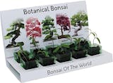 10 Best Bonsai Trees UK 2024 | The Little Botanical, Simply Plant and More 3