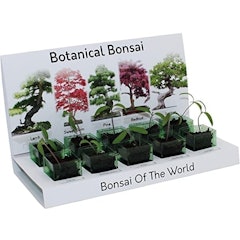 'Bonsai of the World' Grow at Home Kit