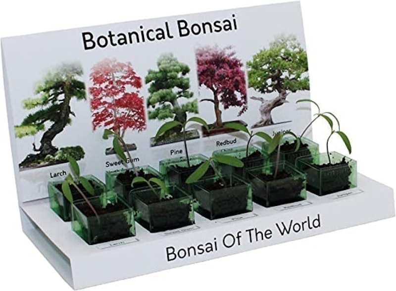 'Bonsai of the World' Grow at Home Kit 1