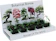 Pronto Seed 'Bonsai of the World' Grow at Home Kit 1