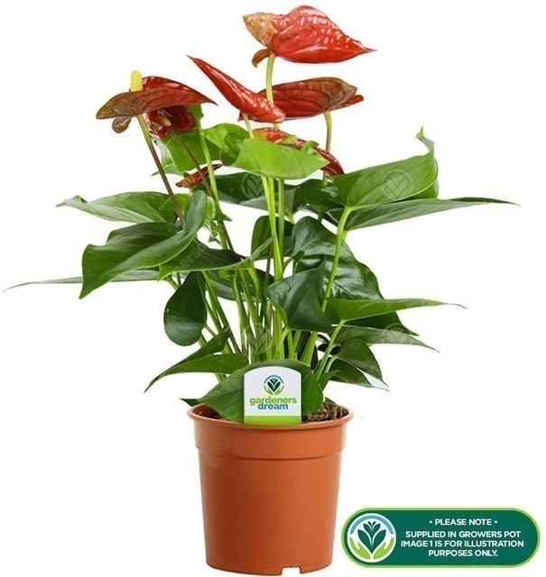8 Best Plants for the Bathroom 2024 | UK Interior Designer Reviewed 5