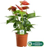8 Best Plants for the Bathroom 2024 | UK Interior Designer Reviewed 5