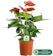 GardenersDream Laceleaf 1