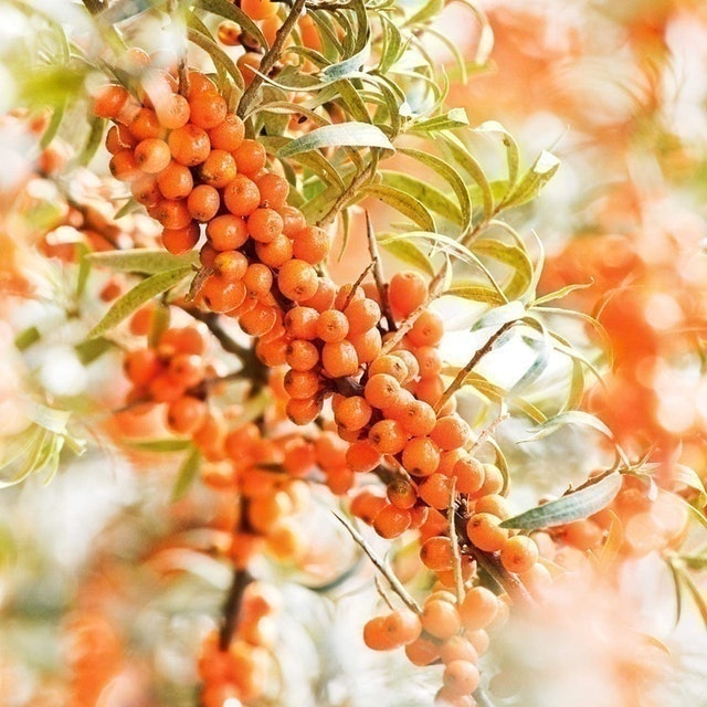 Sea Buckthorn Body Oil 2