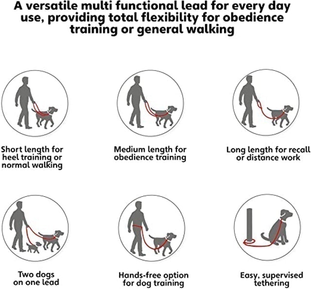 Training Lead for Dogs 2