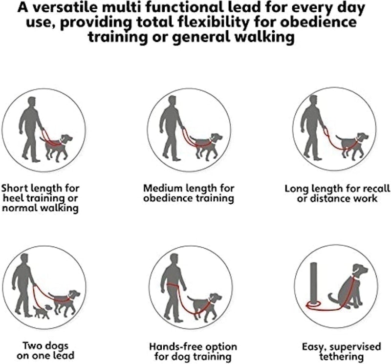 Training Lead for Dogs 2