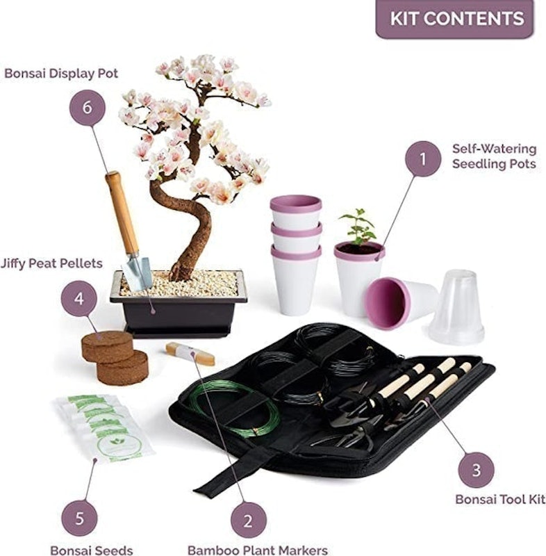 Grown Your Own Bonsai Trees Kit 3