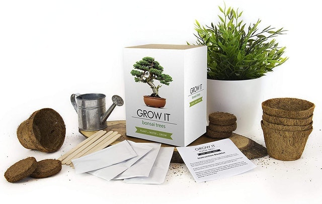 Grow Your Own Bonsai Tree 2