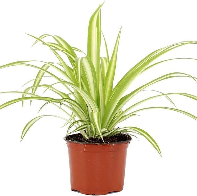 Spider Plant 1