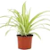 GardenersDream Spider Plant 1