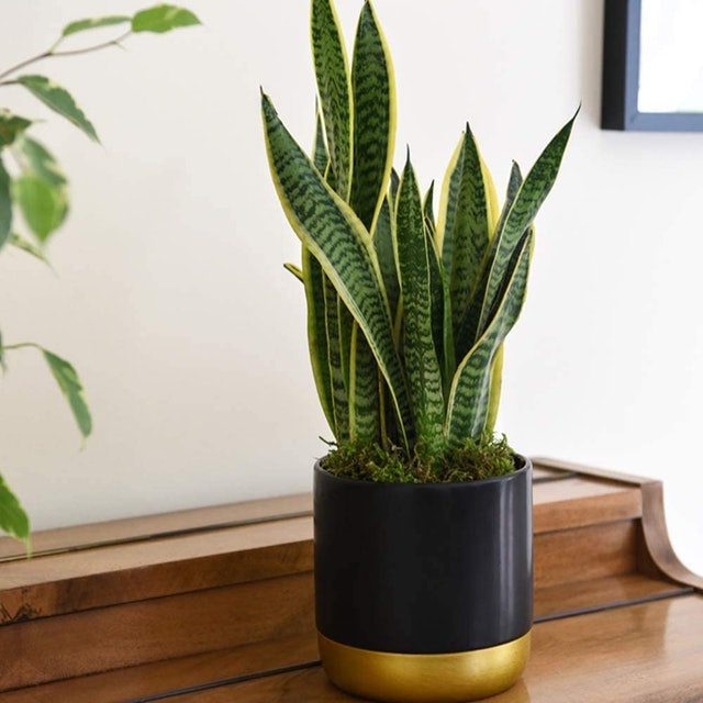Snake Plant  1