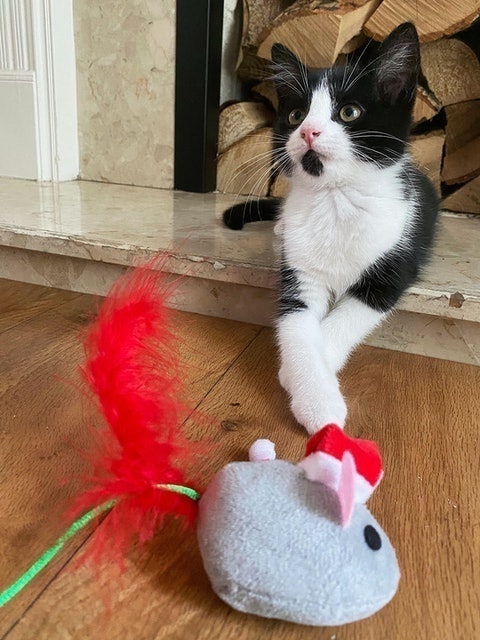 Botanical Mouse Christmas Cat Toy 2