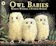 Martin Waddell Owl Babies 1