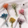 TEBX Gypsophila Baby Breath Natural Dried Flowers Bouquet 1
