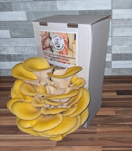 10 Best Mushroom Growing Kits UK 2024 | Shiitake, Chestnut, Pink Oyster and More 3