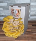 10 Best Mushroom Growing Kits UK 2024 | Shiitake, Chestnut, Pink Oyster and More 3