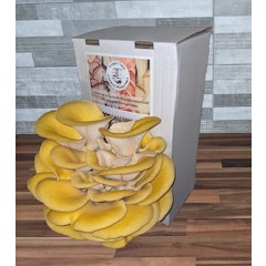 Gold Oyster Mushroom kit